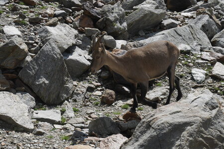 2019-08-20-24-mont-blanc, descente-gouter-alpes-aventure-2019-08-23-09