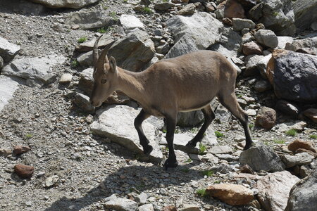 2019-08-20-24-mont-blanc, descente-gouter-alpes-aventure-2019-08-23-10