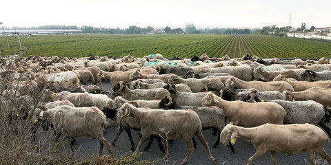 @fmbdx@piaille.fr 2018, Transhumance urbaine, Blanquefort & Bordeaux