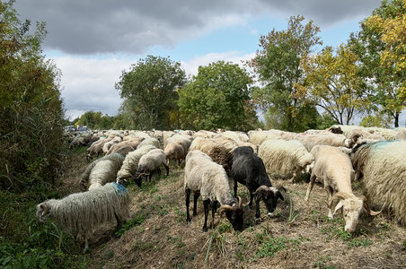 @fmbdx@piaille.fr 2018, Transhumance urbaine, Blanquefort & Bordeaux