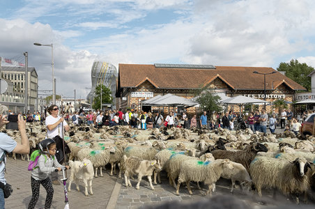 @fmbdx@piaille.fr 2018, Transhumance urbaine, Blanquefort & Bordeaux