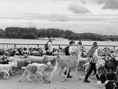 @fmbdx@piaille.fr 2018, Transhumance urbaine, Blanquefort & Bordeaux