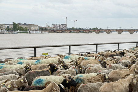 @fmbdx@piaille.fr 2018, Transhumance urbaine, Blanquefort & Bordeaux