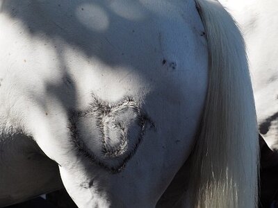 LA CAMARGUE A DIGNE, 0003