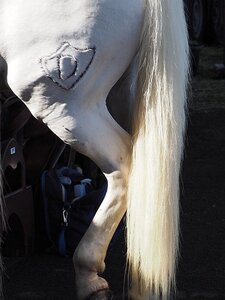 LA CAMARGUE A DIGNE, 0004
