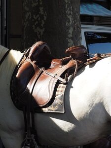 LA CAMARGUE A DIGNE, 0007