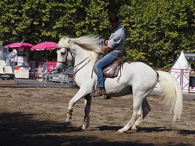 LA CAMARGUE A DIGNE, 0010