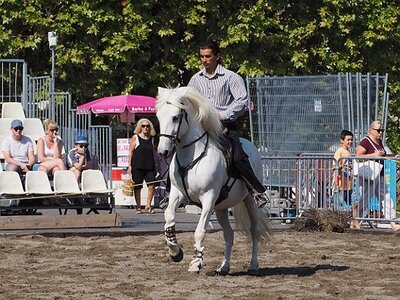 LA CAMARGUE A DIGNE, 0021
