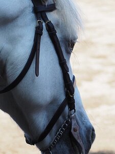 LA CAMARGUE A DIGNE, 0024