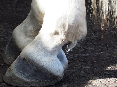 LA CAMARGUE A DIGNE, 0028