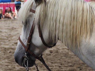 LA CAMARGUE A DIGNE, 0212