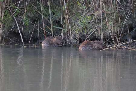 castor, IMG_5299
