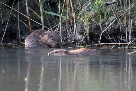 castor, IMG_5300