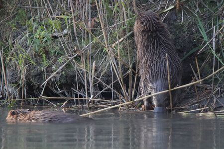 castor, IMG_5303