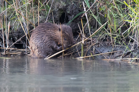 castor, IMG_5307