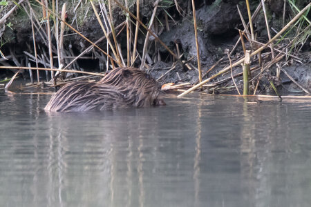 castor, IMG_5308