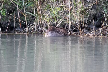 castor, IMG_5309