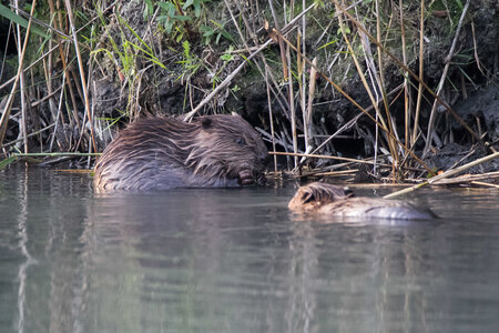 castor, IMG_5310