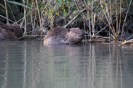 castor, IMG_5313