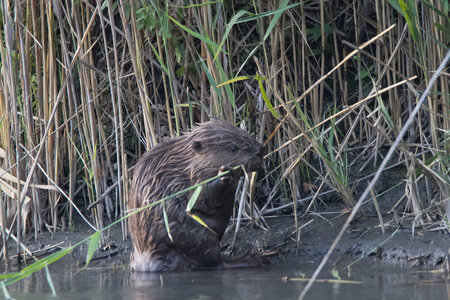 castor, IMG_5316