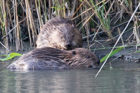 castor, IMG_5317