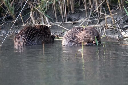 castor, IMG_5319