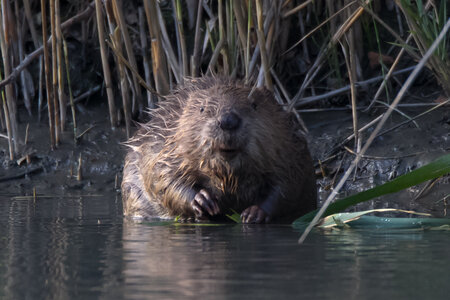 castor, IMG_5324