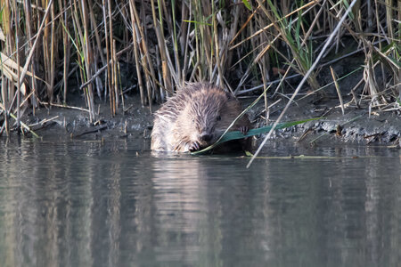 castor, IMG_5327