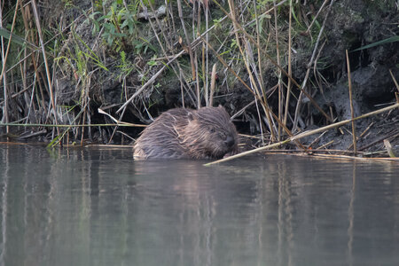 castor, IMG_5329