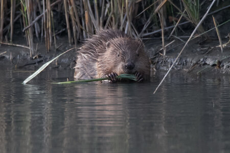 castor, IMG_5332