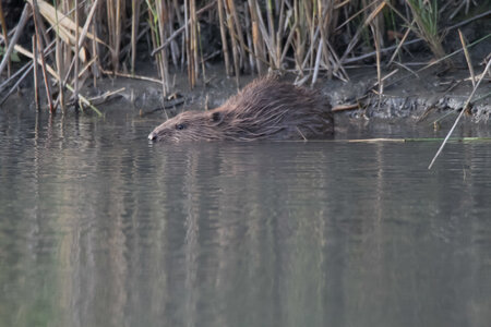 castor, IMG_5335