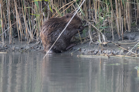 castor, IMG_5343