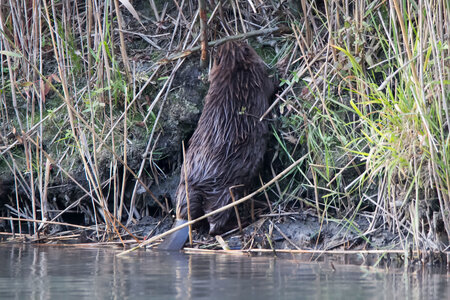 castor, IMG_5345
