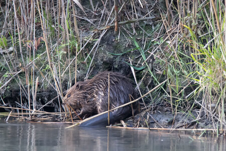 castor, IMG_5346