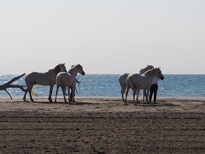 CAMARGUE CAVALIERES PORT ST LOUIS DU RHONE SALIN DE GIRAUD, 0002