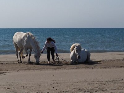 CAMARGUE CAVALIERES PORT ST LOUIS DU RHONE SALIN DE GIRAUD, 0004
