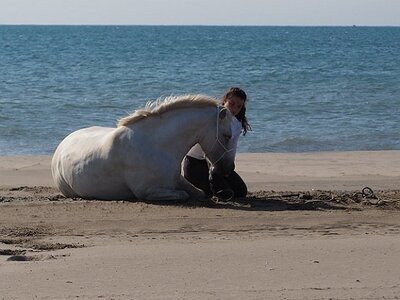 CAMARGUE CAVALIERES PORT ST LOUIS DU RHONE SALIN DE GIRAUD, 0006