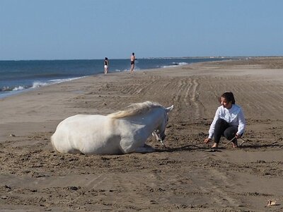 CAMARGUE CAVALIERES PORT ST LOUIS DU RHONE SALIN DE GIRAUD, 0015