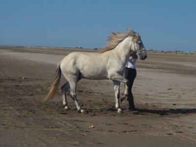 CAMARGUE CAVALIERES PORT ST LOUIS DU RHONE SALIN DE GIRAUD, 0021