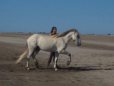 CAMARGUE CAVALIERES PORT ST LOUIS DU RHONE SALIN DE GIRAUD, 0022