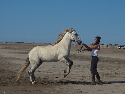 CAMARGUE CAVALIERES PORT ST LOUIS DU RHONE SALIN DE GIRAUD, 0023