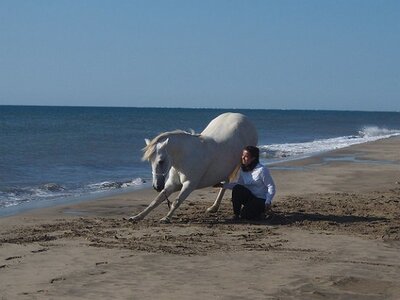 CAMARGUE CAVALIERES PORT ST LOUIS DU RHONE SALIN DE GIRAUD, 0025
