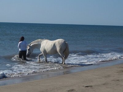 CAMARGUE CAVALIERES PORT ST LOUIS DU RHONE SALIN DE GIRAUD, 0027