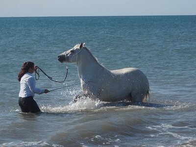CAMARGUE CAVALIERES PORT ST LOUIS DU RHONE SALIN DE GIRAUD, 0030