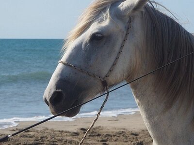 CAMARGUE CAVALIERES PORT ST LOUIS DU RHONE SALIN DE GIRAUD, 0034