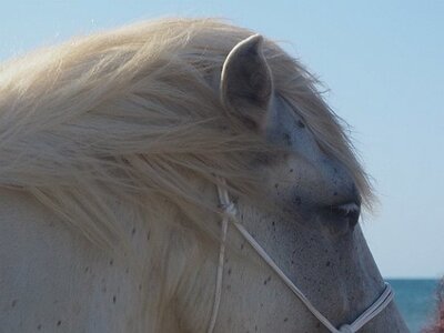 CAMARGUE CAVALIERES PORT ST LOUIS DU RHONE SALIN DE GIRAUD, 0036