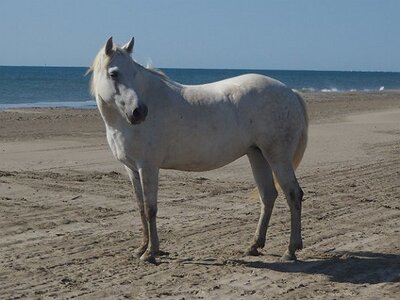 CAMARGUE CAVALIERES PORT ST LOUIS DU RHONE SALIN DE GIRAUD, 0044