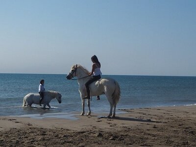 CAMARGUE CAVALIERES PORT ST LOUIS DU RHONE SALIN DE GIRAUD, 0047