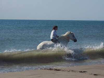 CAMARGUE CAVALIERES PORT ST LOUIS DU RHONE SALIN DE GIRAUD, 0048