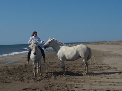 CAMARGUE CAVALIERES PORT ST LOUIS DU RHONE SALIN DE GIRAUD, 0050
